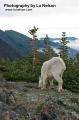 _IGP6590 mountain goat grazing